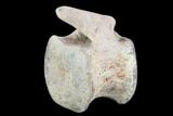 Hadrosaur Caudal Vertebrae - Montana #101798-5